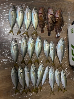 アジの釣果