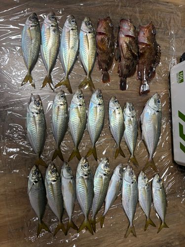 アジの釣果