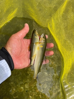 アユの釣果