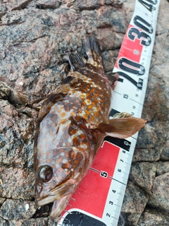 キジハタの釣果