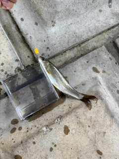 ウグイの釣果
