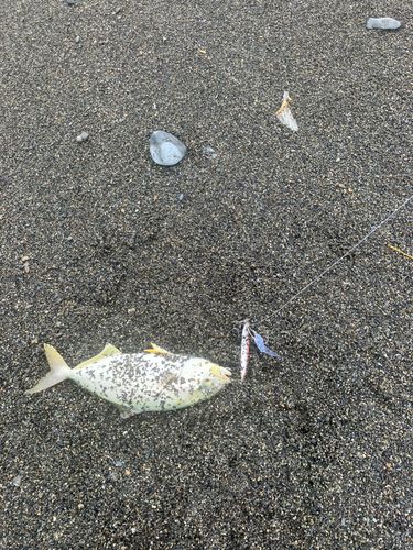 ショゴの釣果