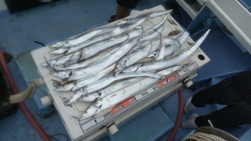 タチウオの釣果