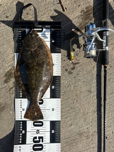 ヒラメの釣果