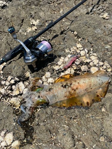 アオリイカの釣果