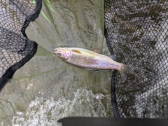 ニジマスの釣果