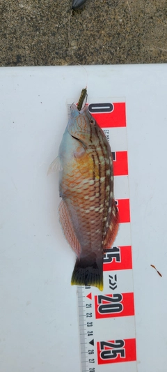 アカササノハベラの釣果