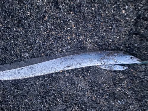 タチウオの釣果