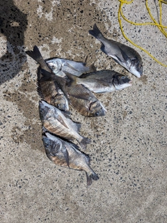 チヌの釣果