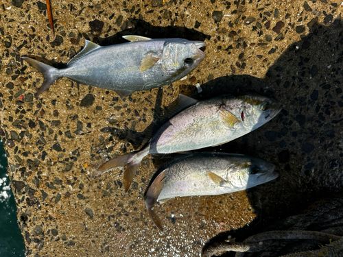 ネリゴの釣果
