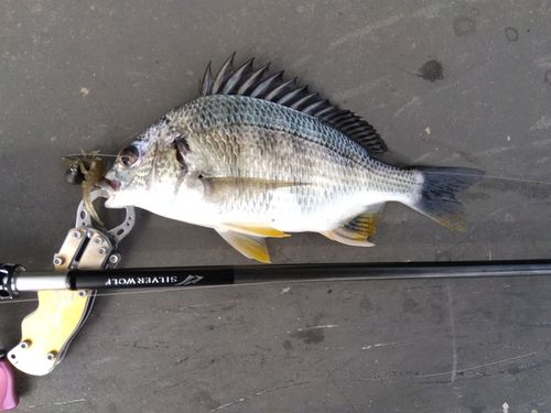 キビレの釣果