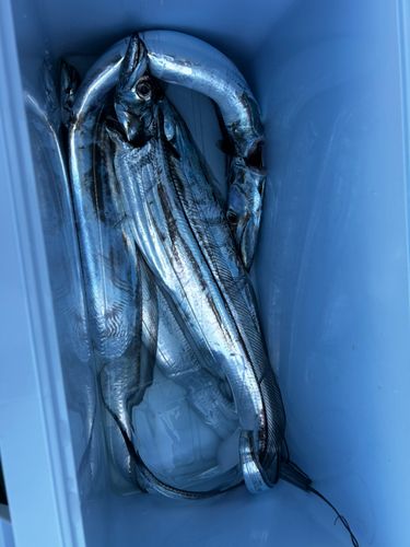 タチウオの釣果