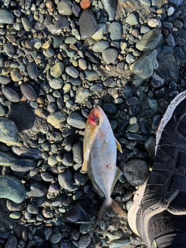 ショゴの釣果