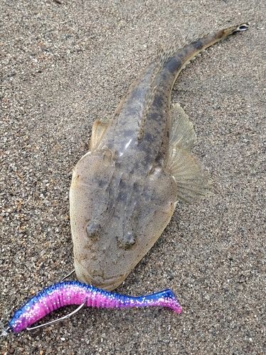 マゴチの釣果