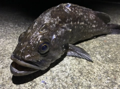 クロソイの釣果