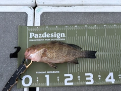 オオモンハタの釣果