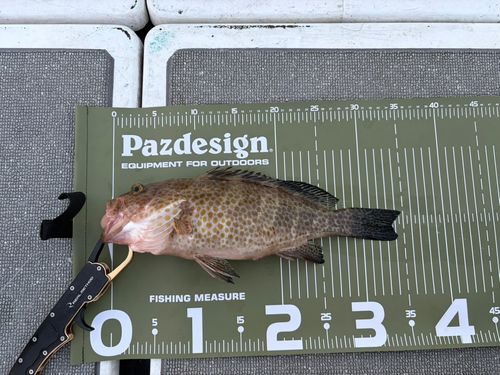 オオモンハタの釣果