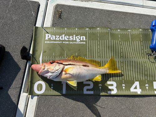 ヨコスジフエダイの釣果