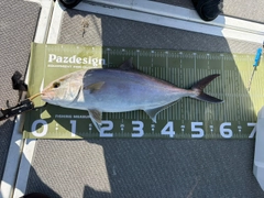 カンパチの釣果