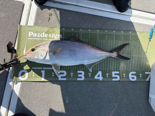 カンパチの釣果