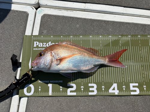 マダイの釣果