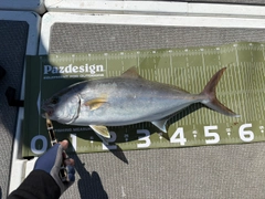 カンパチの釣果