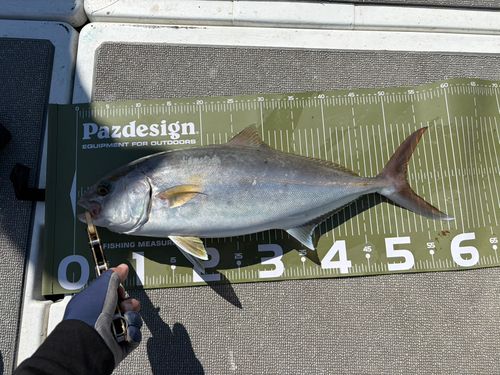 カンパチの釣果