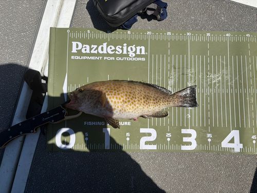 オオモンハタの釣果