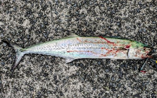 サゴシの釣果