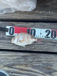 チャリコの釣果