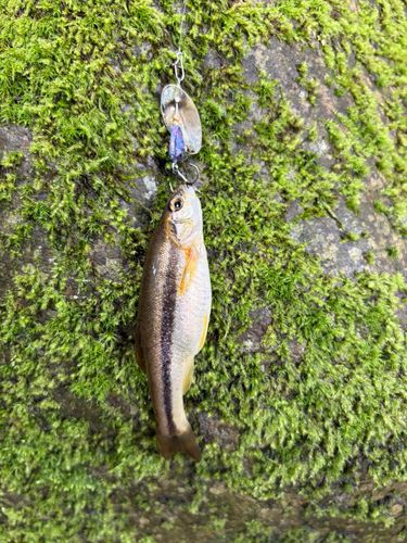アブラハヤの釣果