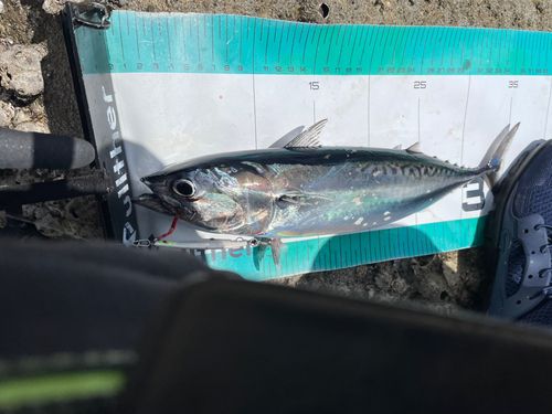 スマガツオの釣果