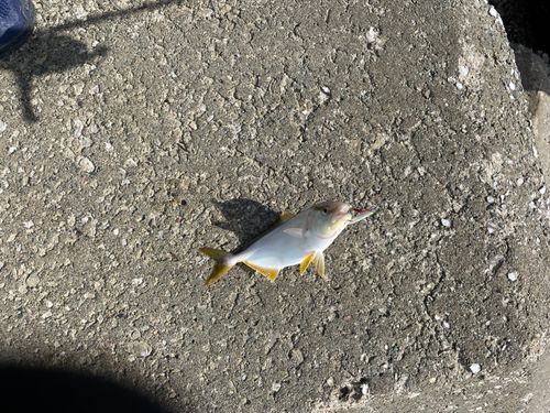 ショゴの釣果