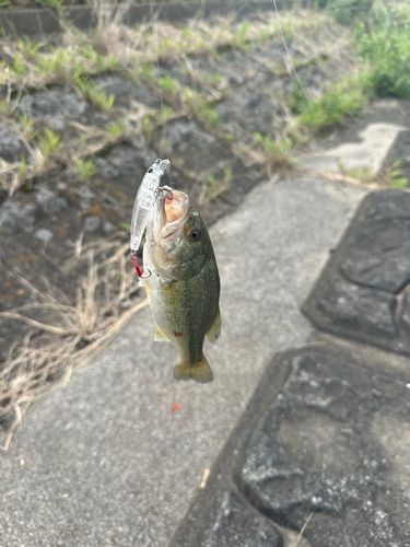 ラージマウスバスの釣果