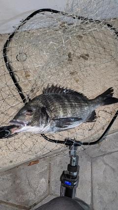 クロダイの釣果