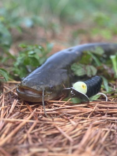 ナマズの釣果