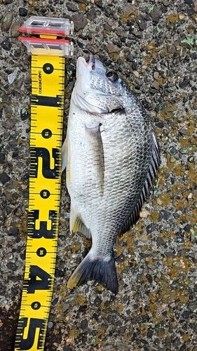キビレの釣果