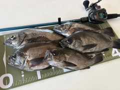 メバルの釣果