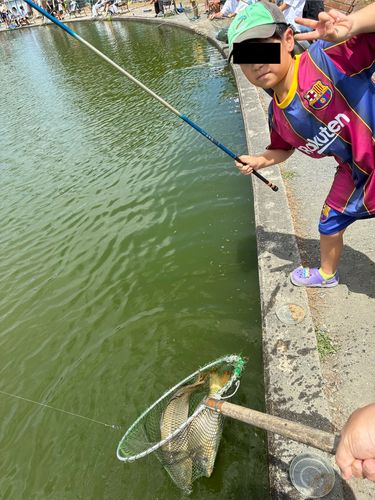 コイの釣果