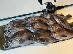 メバルの釣果