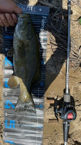 スモールマウスバスの釣果