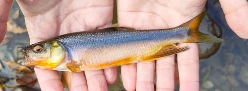 カワムツの釣果