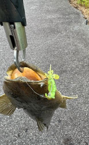 マゴチの釣果
