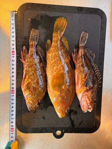 キジハタの釣果