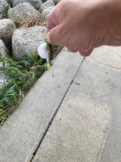 フグの釣果