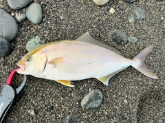 ショゴの釣果