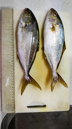 ネリゴの釣果
