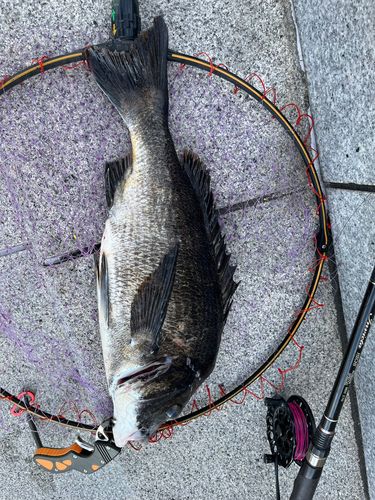 チヌの釣果