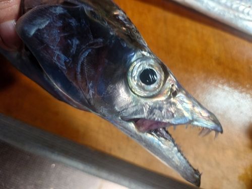 タチウオの釣果