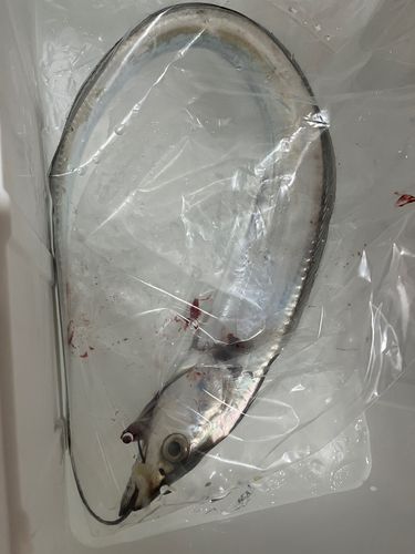 タチウオの釣果
